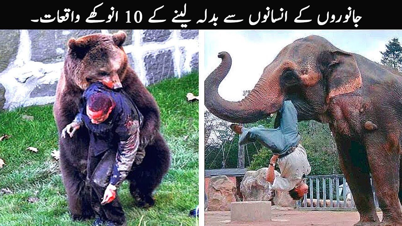 10 Times Animals Took Revenge On Humans | TOP X TV