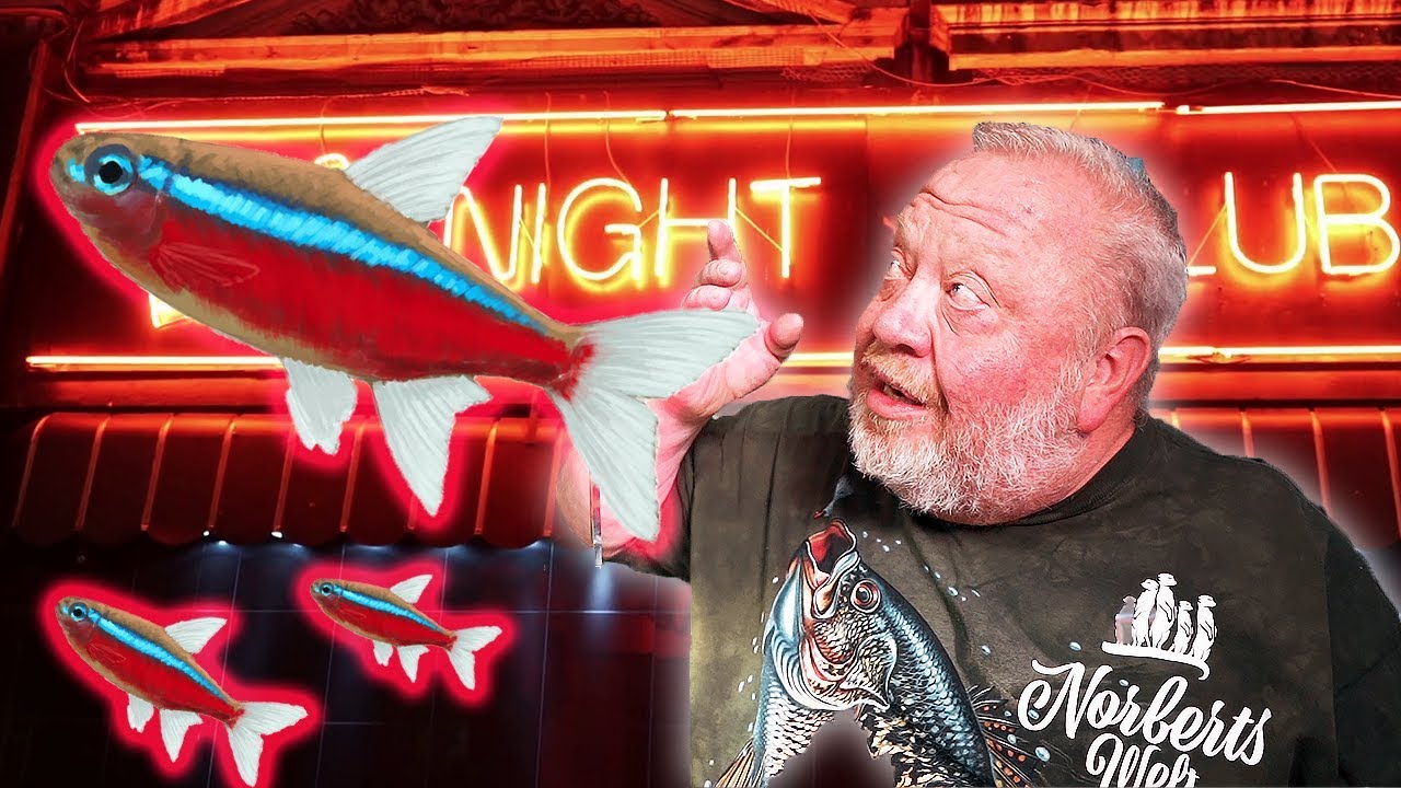 Roter Neon | FISCHENZYKLOPÄDIE | Zoo Zajac