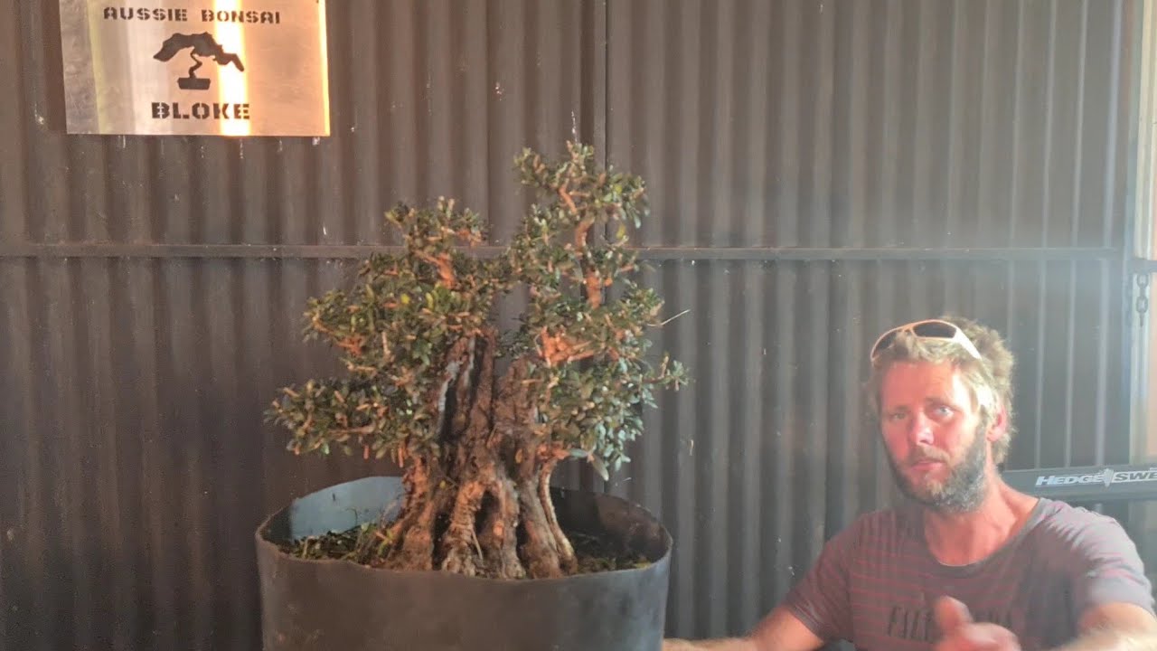 Big carved Olive bonsai gets a its third style, Aussie Bonsai Bloke