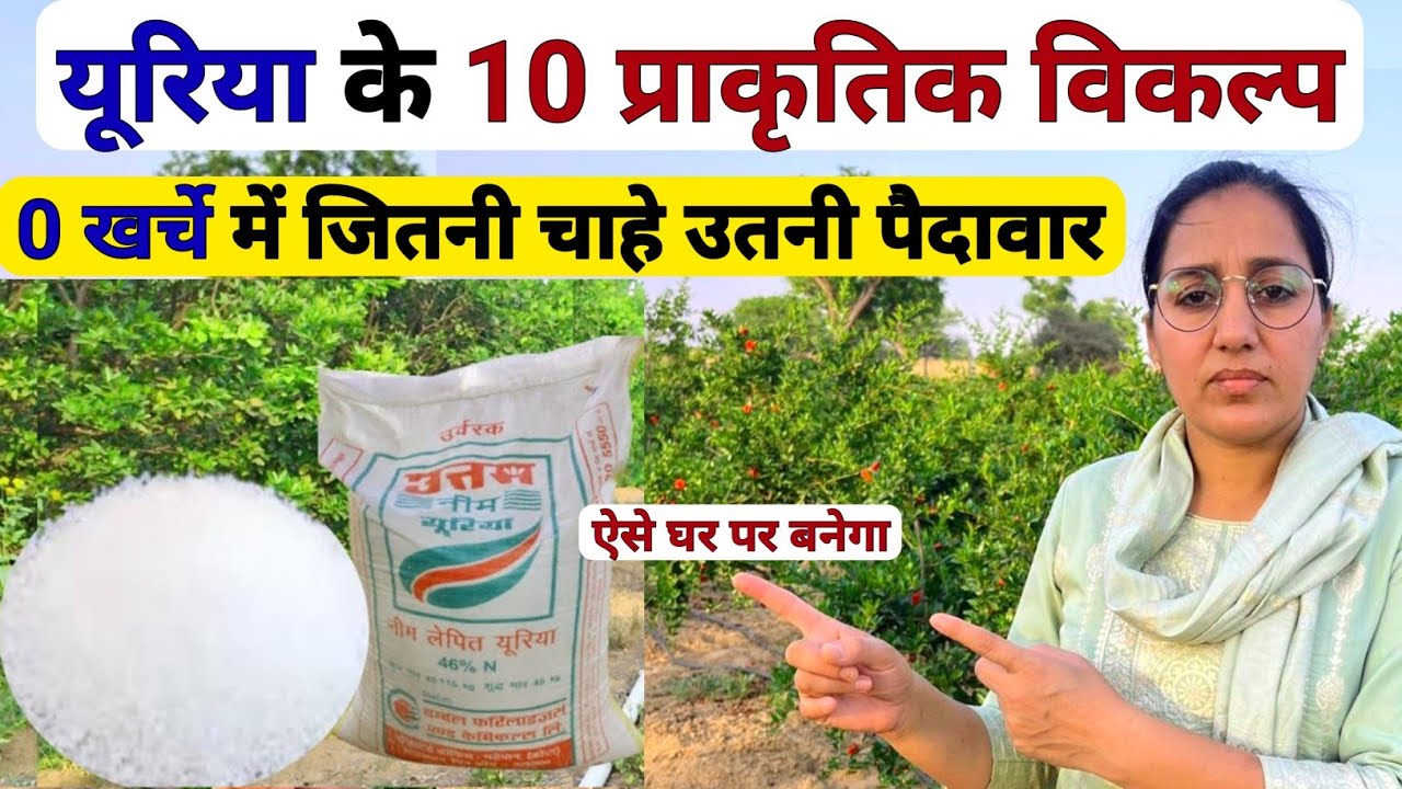सफल खेती के लिए🌿 यूरिया के 10 प्राकृतिक विकल्प | Natural source of Nitrogen | high power fertilizer