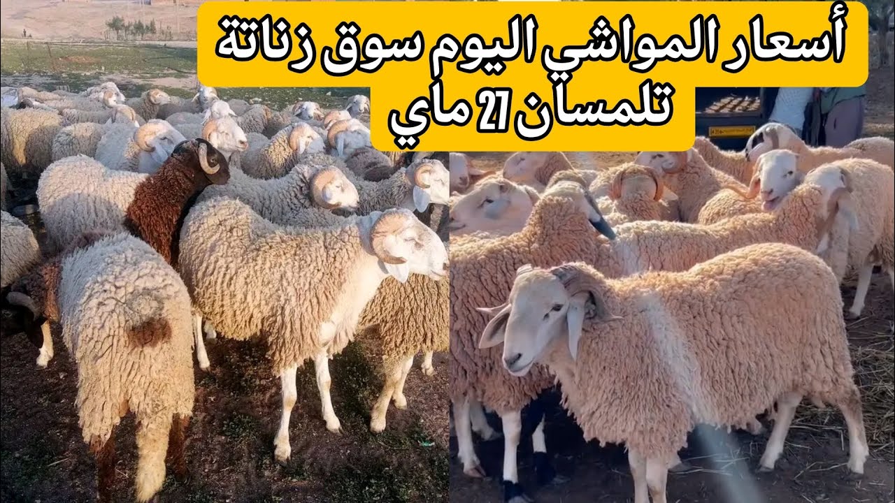 أسعار المواشي و أضاحي العيد اليوم في سوق زناتة ولاية تلمسان 27 ماي 2025