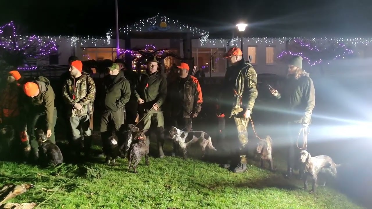 Polowanie na bażanty Lufa&Czok II Klubowe PSM PZŁ 3.12.22 OHZ Bogucice Polish Hunting Spaniel