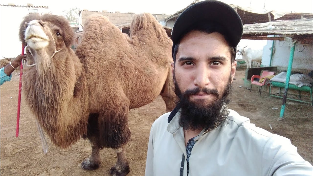 Bactrain Camels || First Time In Pakistan || Camel Videos