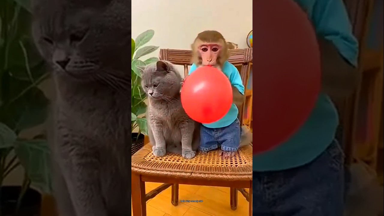 mujhe nehi pata cat 🤣 #funny #cat #trending