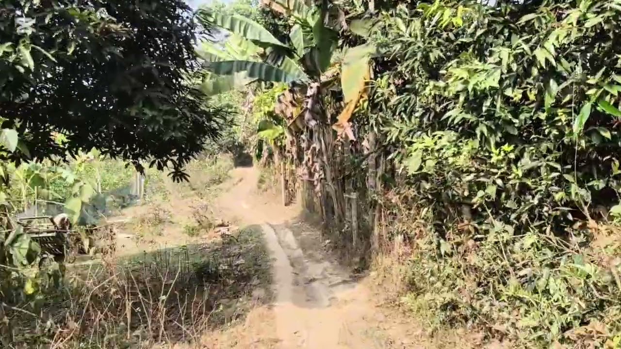 শ্রীমংগলে ঘুরা ফেরা চা,tea garden, lemon garden, pineapple garden sreemangal,ispahani tea estate. 