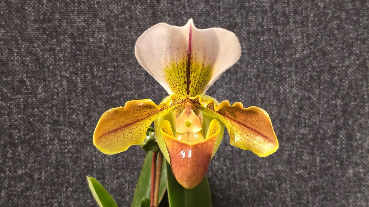 Sophie's Garden 最古老最经典的杂交亚洲兜兰之一 Paph. Leeanum 