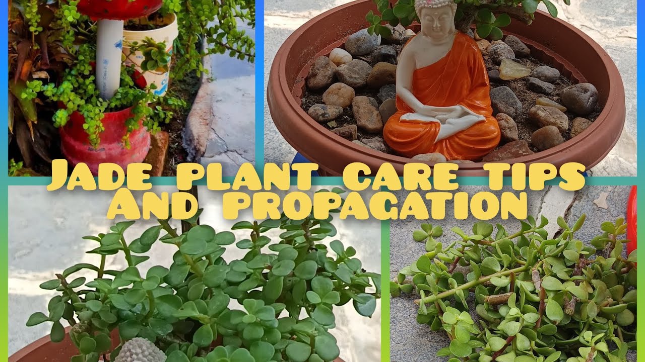 Jade plant /propagation /caring tips/ you tube videios /