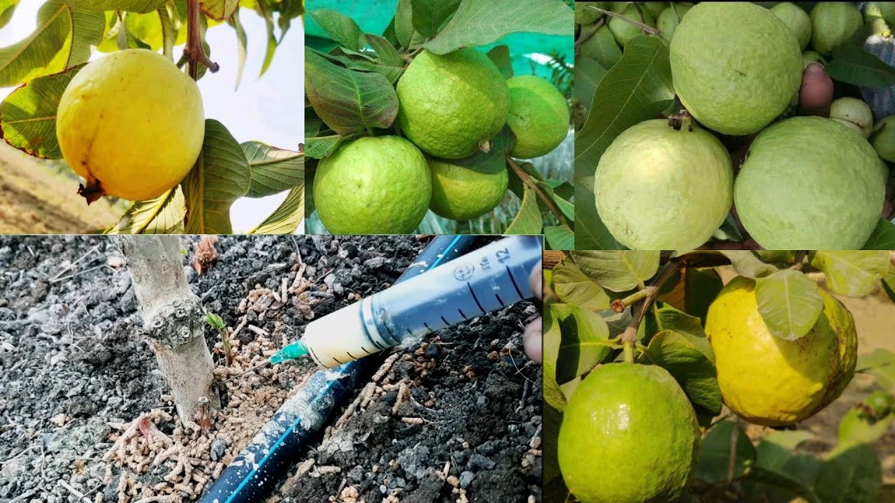 ಜಿ ವಿಲಸ್ G Villas ಪೇರಲ ಹಣ್ಣು(Guava) Peru plantation successfully at sindagi bijapur. Cal. 9019162251
