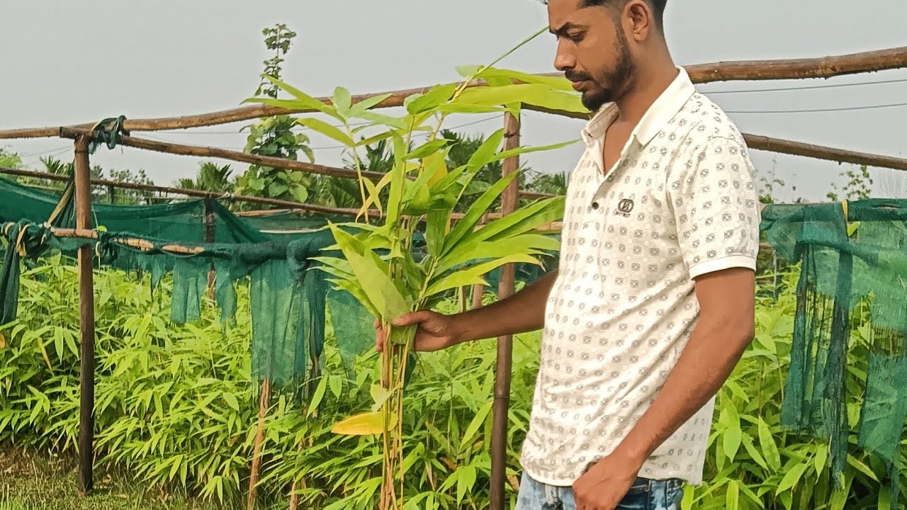 BAMBOO PLANT WHOLESALE NURSERY #bamboo #plant #bans #ka #paudha बांस के पौधे की थोक नर्सरी #बांस #pl