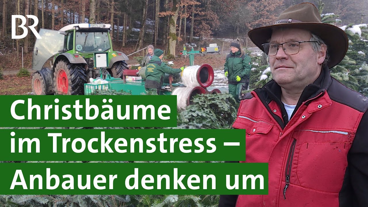 Trockenheit in der Landwirtschaft: Christbaum-Anbauer müssen umdenken | Unser Land | BR
