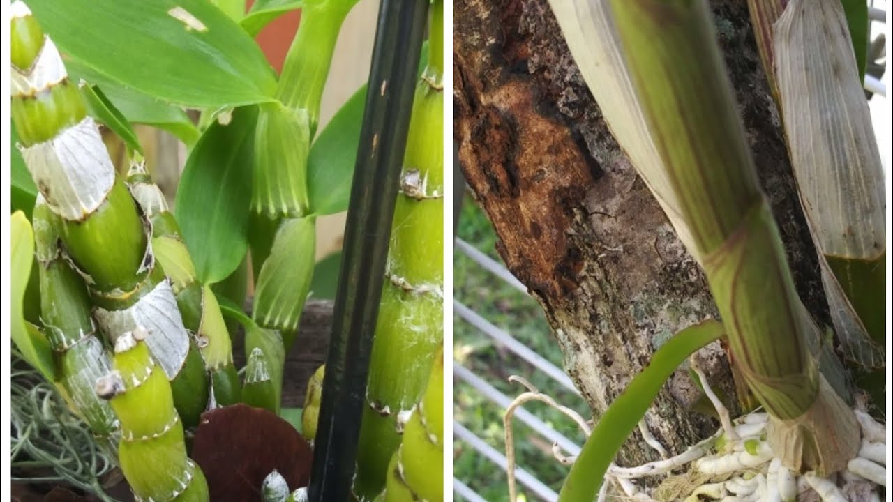 DENDROBIUM  ANOSMUN Cuidados y Mantenimiento.
