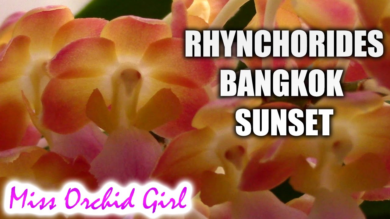 Rhynchorides Bangkok Sunset Vanda orchid - Take a moment to enjoy the sunset