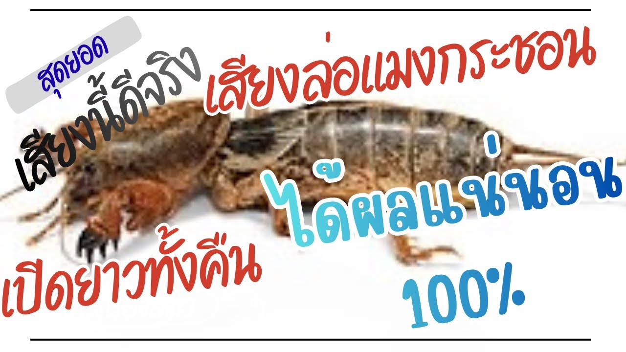 สุดเสียงล่อแมงกระชอน เปิดปุ๊บมาปั๊บ #วิถีเซราะกราว