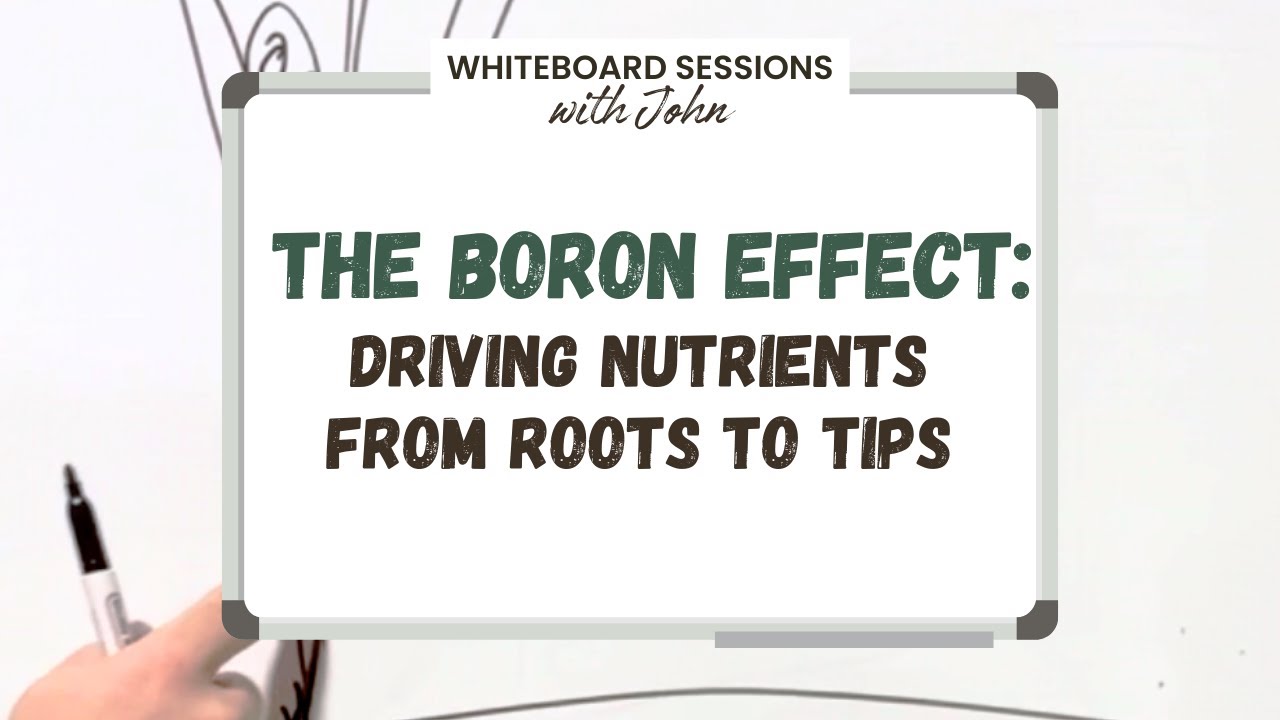 The Boron Effect: Driving Nutrients From Roots to Tips