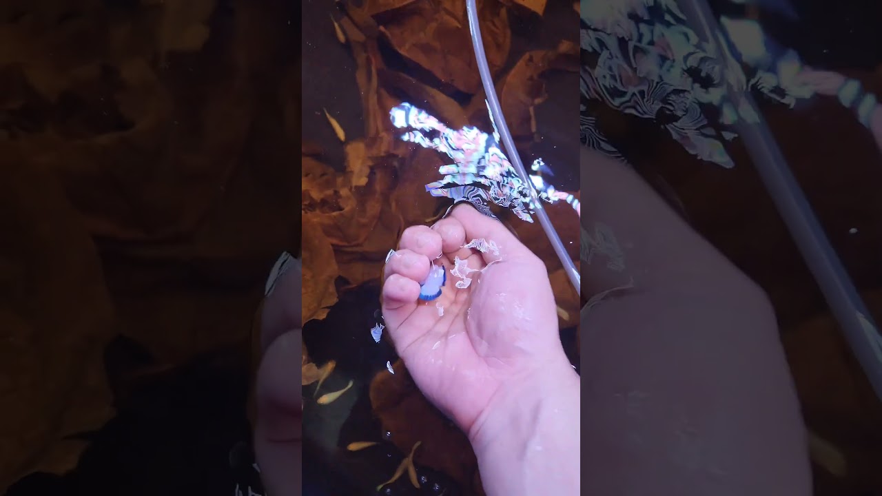 Betta fish baby 