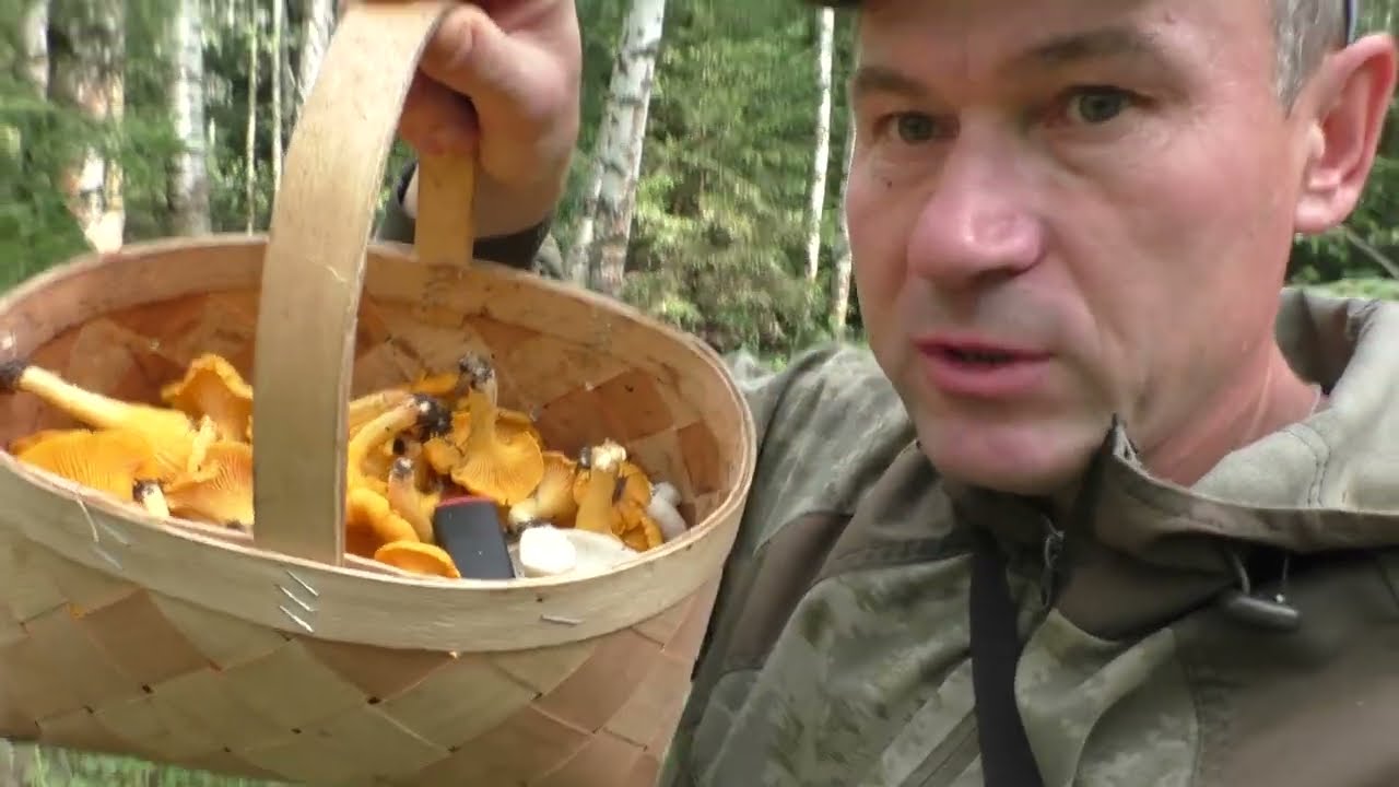 ЧУДЕСА В ЛЕСУ! Лес да грибы!