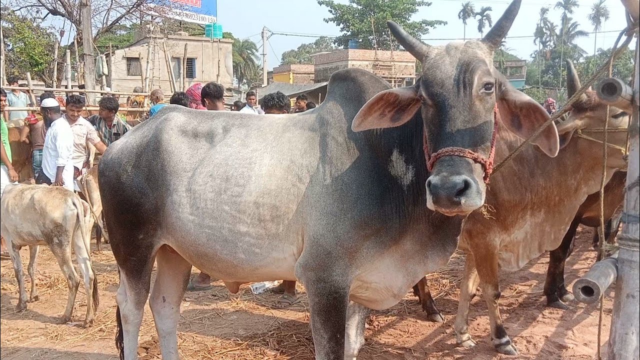 হঠাৎ করে দাম কমে গেল দক্ষিণ বারাসাত গরুর হাটে | Joynagar Dakshin Barasat gorur Haat  2024
