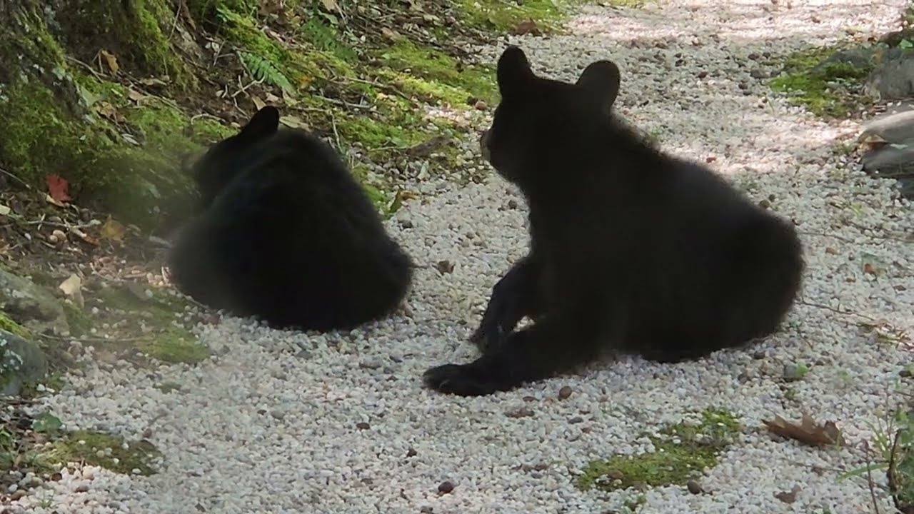 3 Black bear cubs napping after acorn snacks! Smoky Mts Cades Cove area October 2024