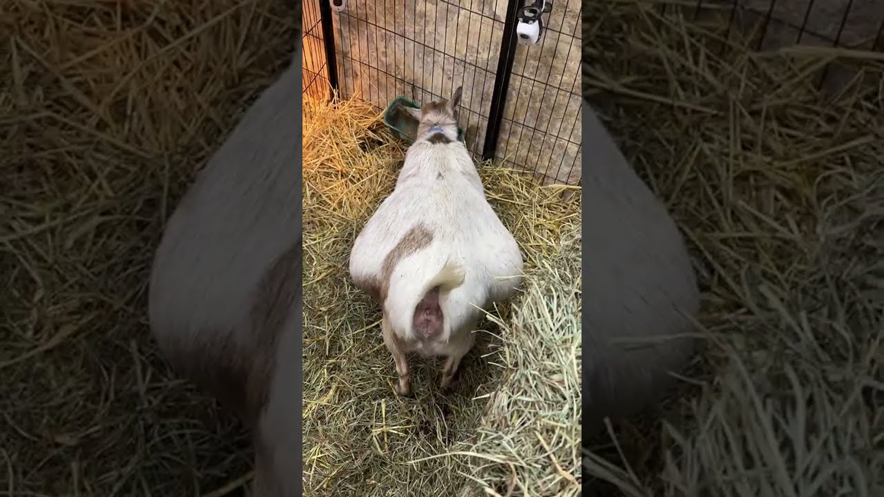 Steinmetz Family Farm is live!