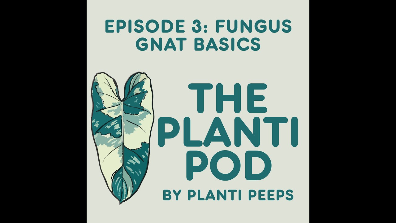 The Planti Pod Episode 3: Fungus Gnat Basics