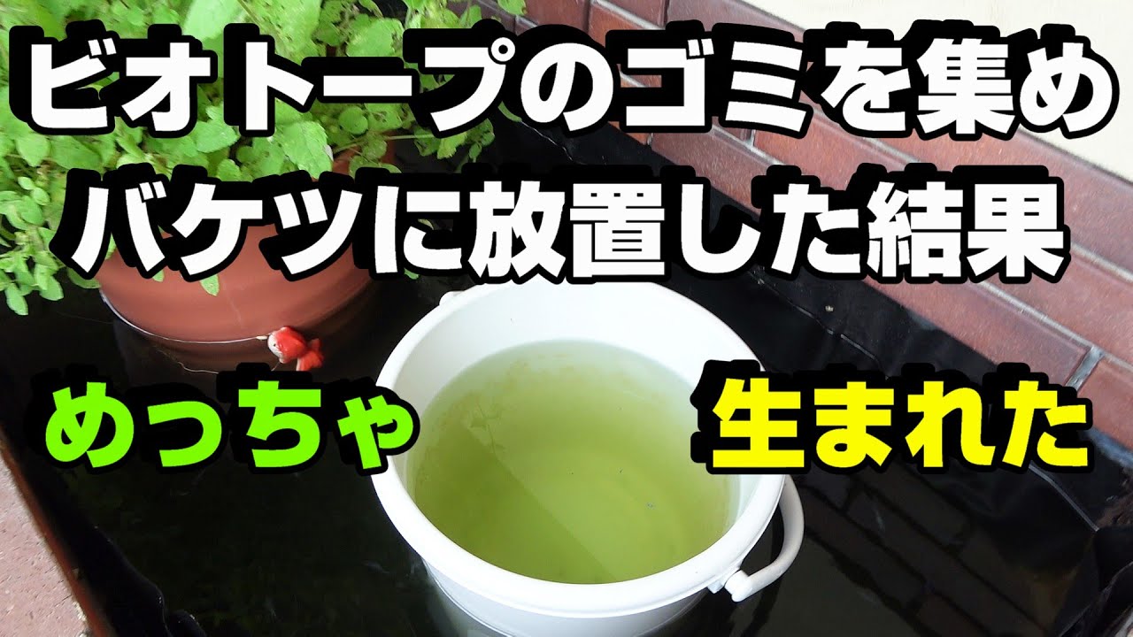 【メダカ】ビオトープのごみを集めてバケツに放置してみた