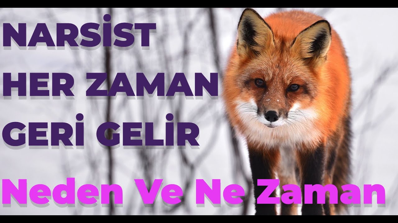 Kendisi Terk Etmiş Olsa Bile, Narsist Her Zaman Geri Gelir. Peki Neden ve Ne Zaman?