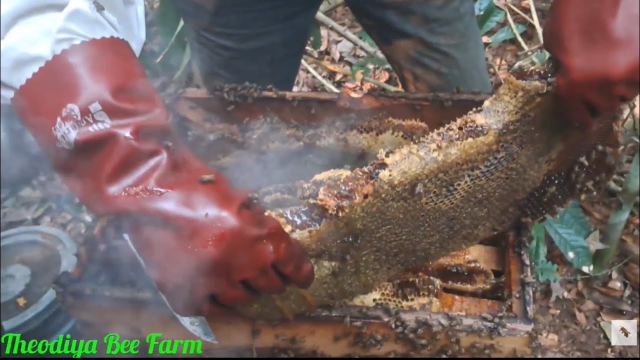 BEEKEEPING IN NIGERIA: How to Harvest Honey: Step-by-Step Bee Farm Guide