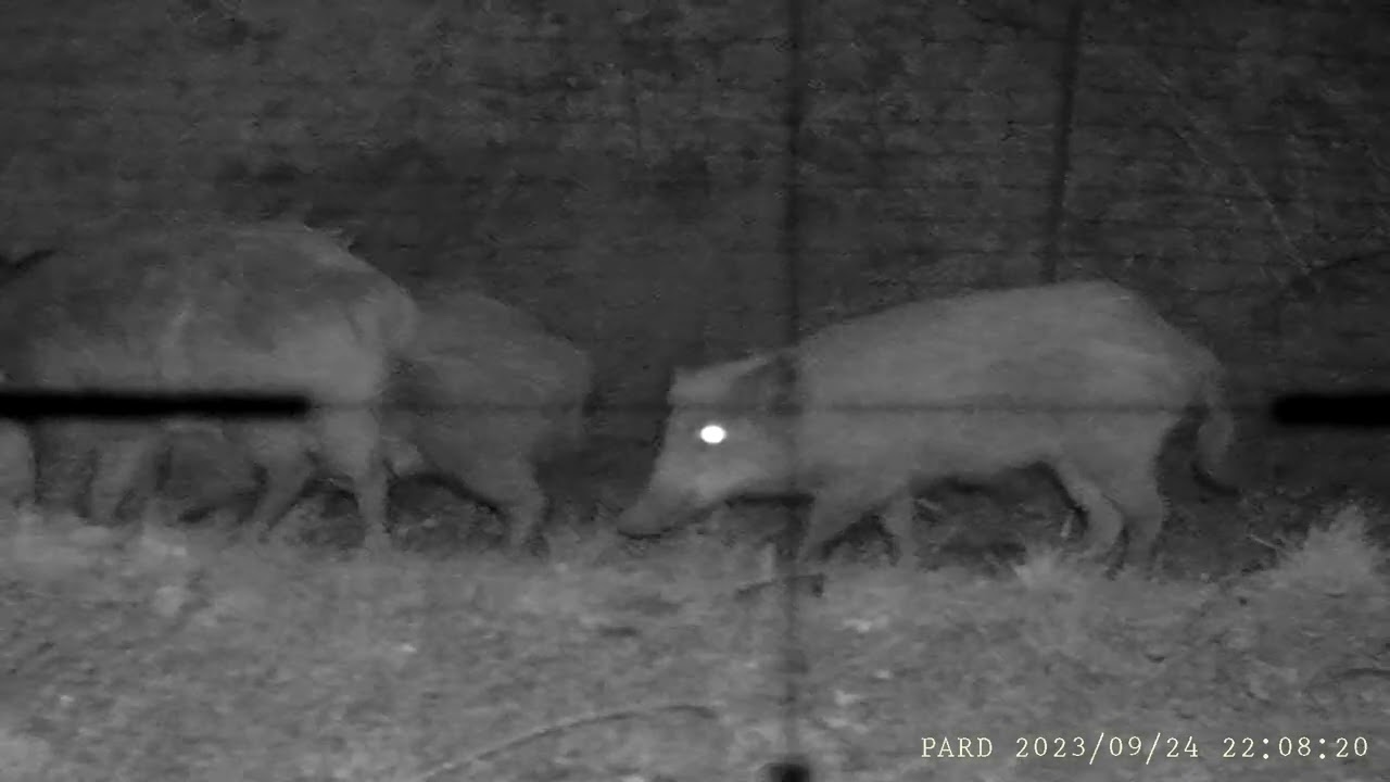 pard nv007v