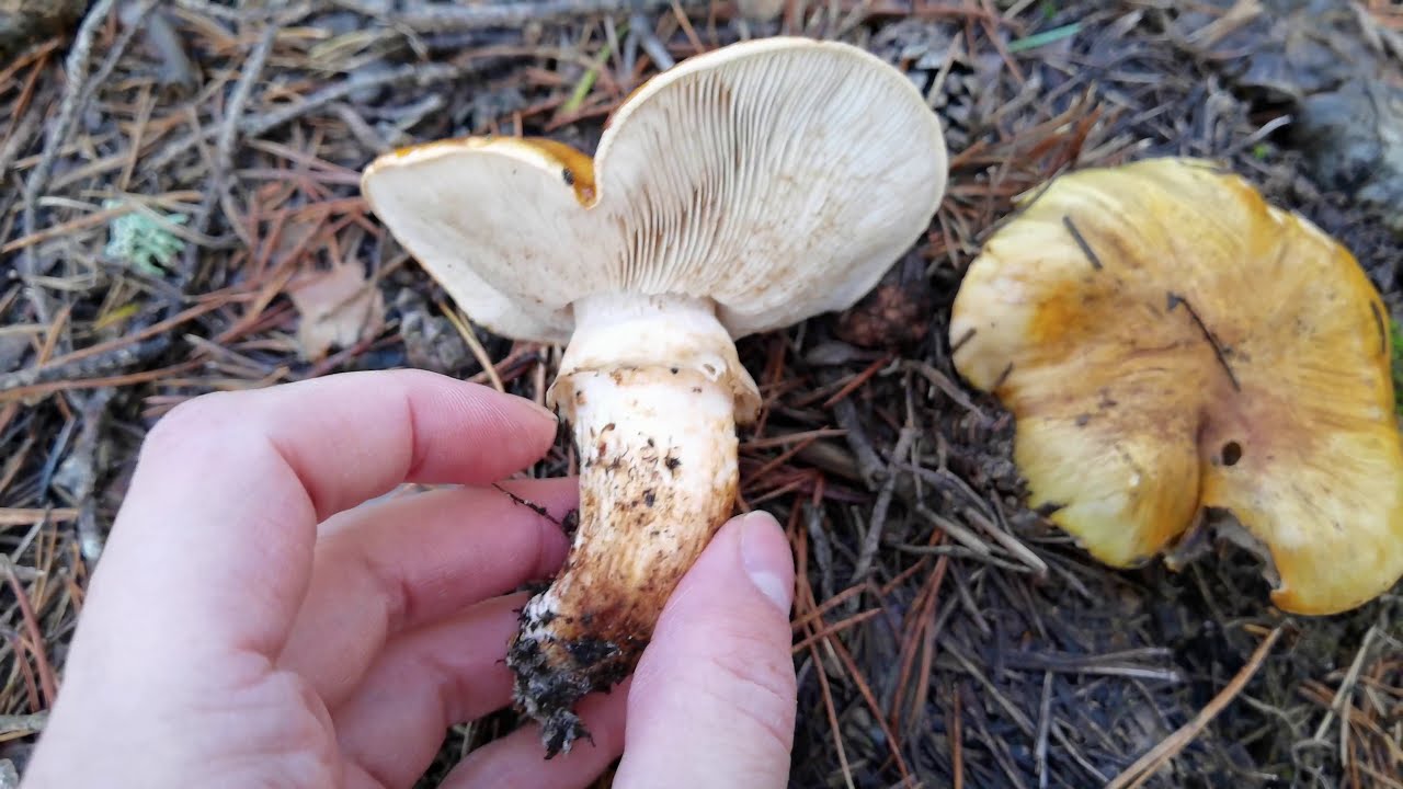 Uno del los pocos tricolomas con anillo: Tricholoma focale. Este detalle y su color lo caracterizan.