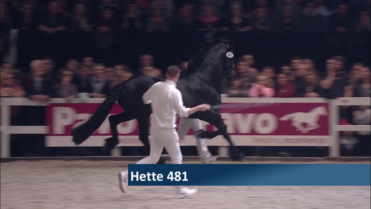 Hengstenkeuring 2018: Kampioenskeuring Jongere hengsten