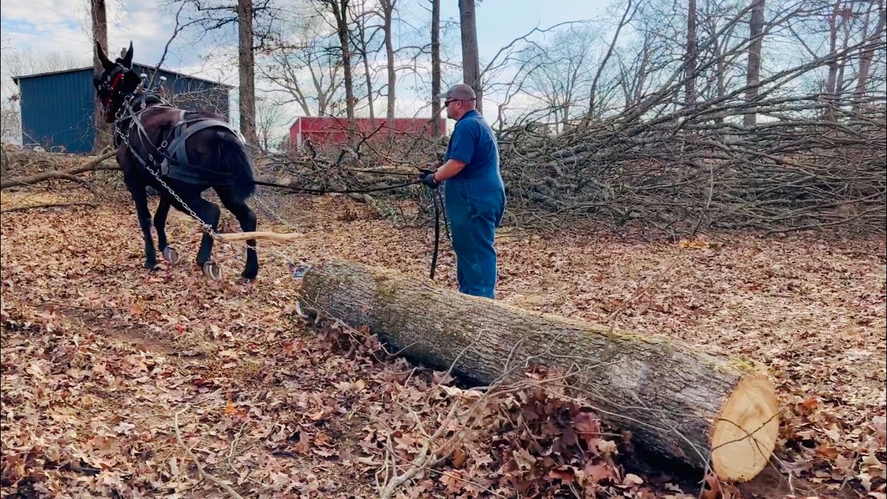 Single mule logging!! Making good mules…BETTER! 💪🏻💪🏻💪🏻 #079
