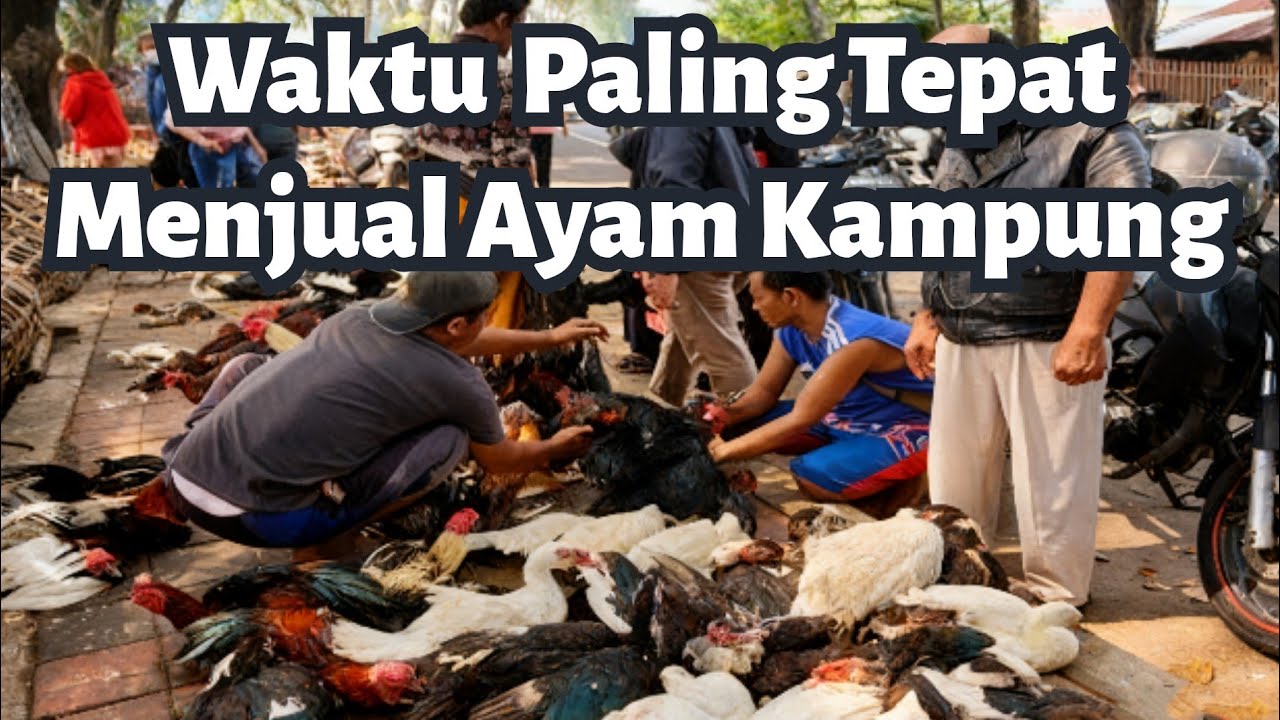 Waktu  Paling TepatMenjual Ayam Kampung