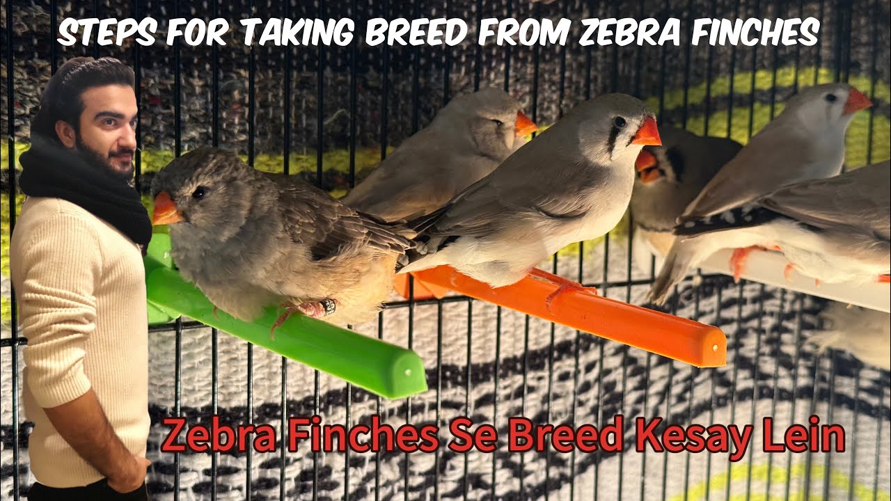 Zebra Finch Setup Tour | Steps Towards Taking Breed #finch #zebrafinches #birds #trending #viral 