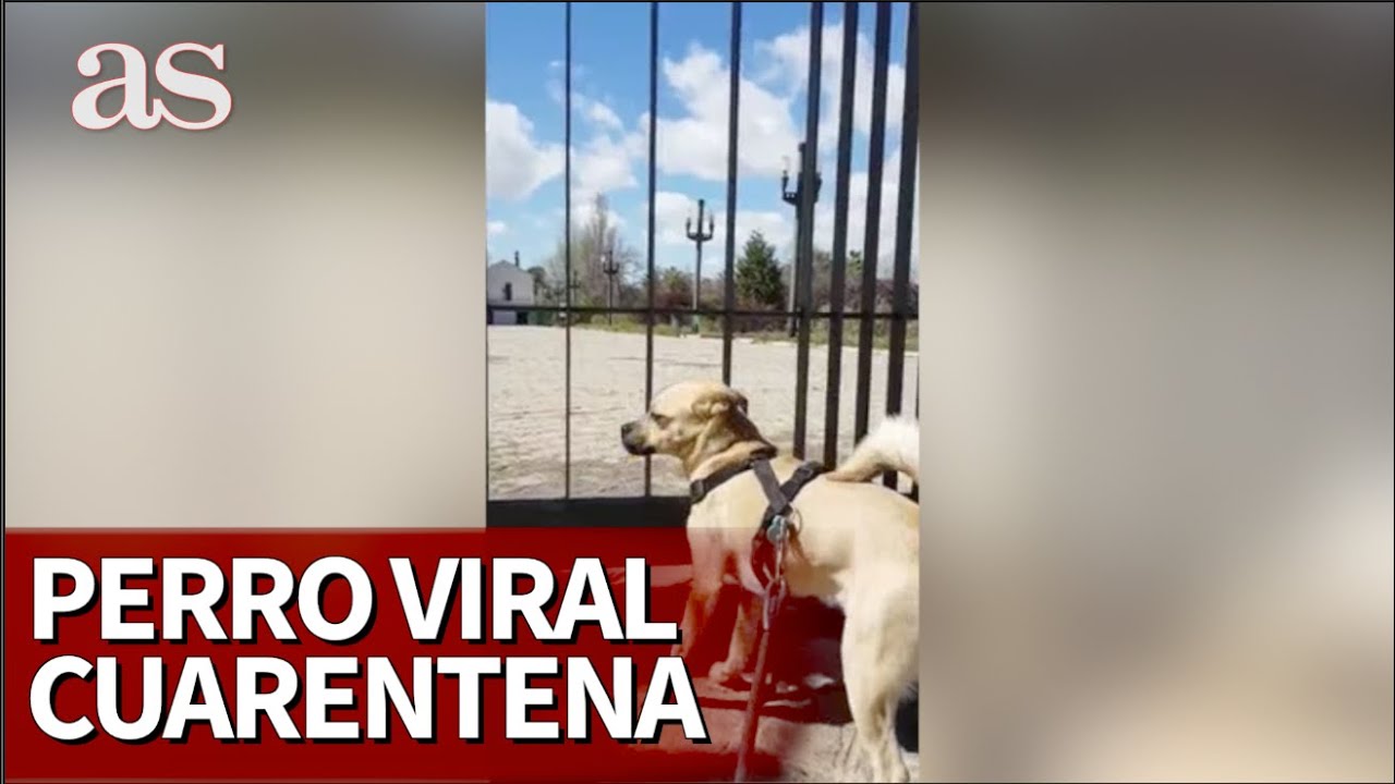 Murphy, el perro viral de la cuarentena del CORONAVIRUS | Diario AS