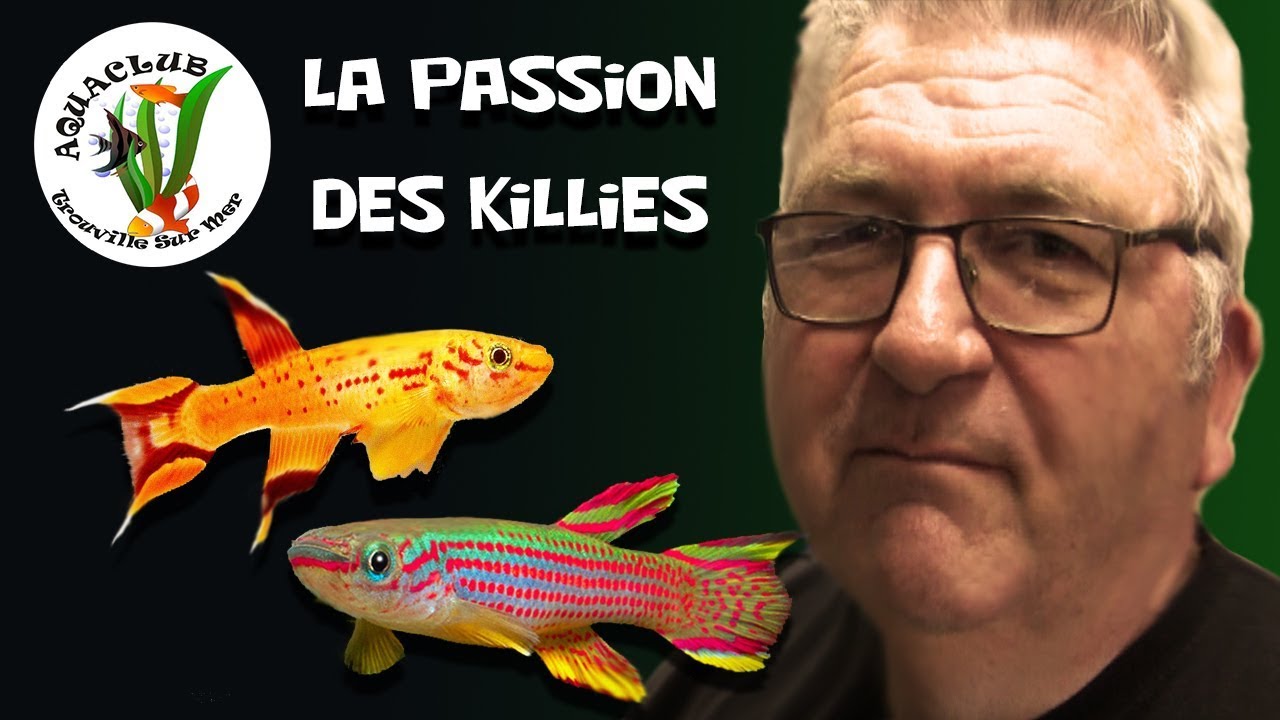 les killies , la reproduction des killies, le mop à killies , la passion des killies ✔