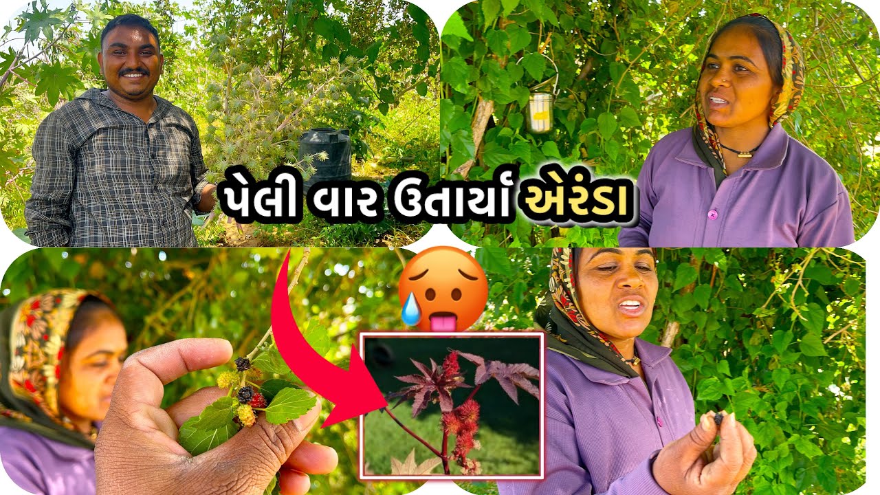 પેલીવાર એરંડા ઉતાર્યા|pelivaar aeranda utarya 🥵|kamleshgvlog#desivlog 
