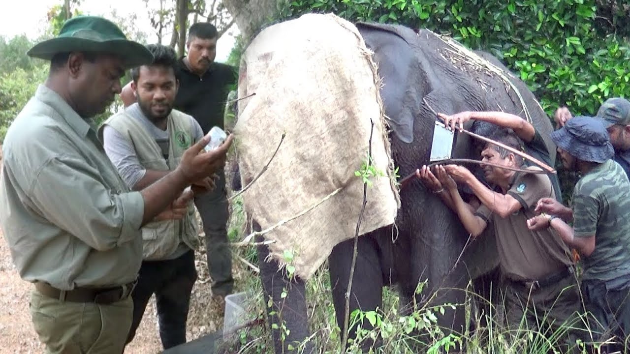 GPS Collars keep track of wild elephants !