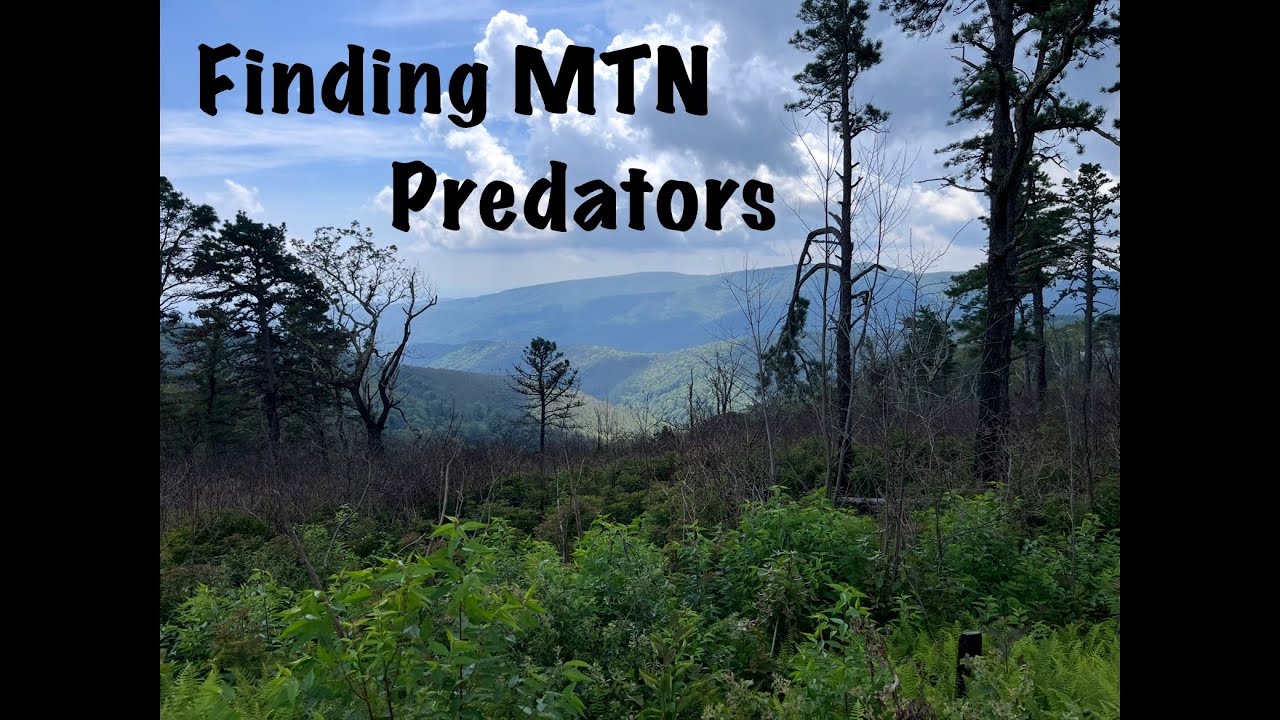 Finding Mountain predators