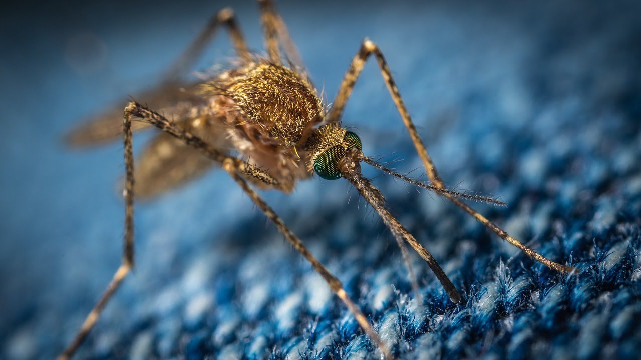 Massachusetts Lockdown: The Mosquito Menace!