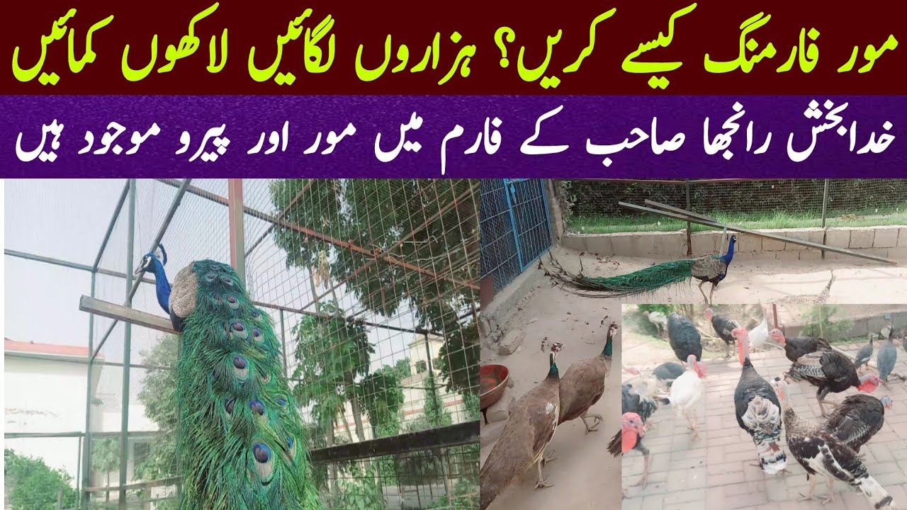Peacock Farming | Peacock Farming in Pakistan| Mor Farming in Pakistan| Village Information