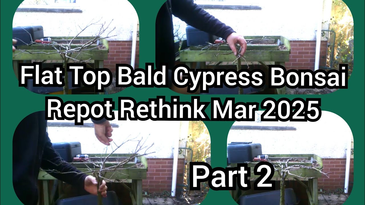 Flat Top Bald Cypress Part 2 Mar 2025