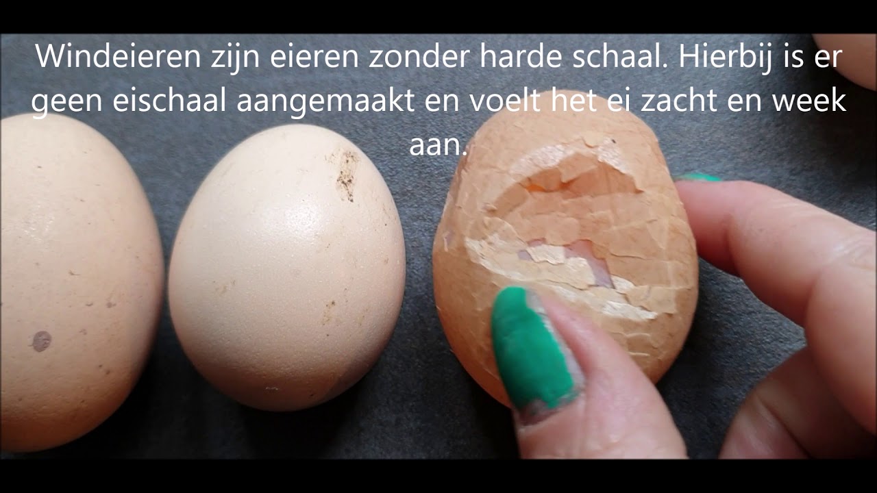 Zoveel  kippen rassen, zoveel verschillende eitjes.