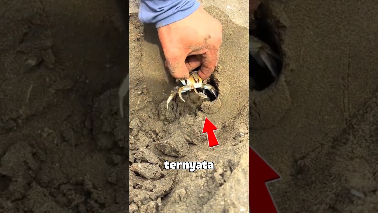 dia menemukan sesuatu di dalam lubang#shorts #trendingshorts #kepiting