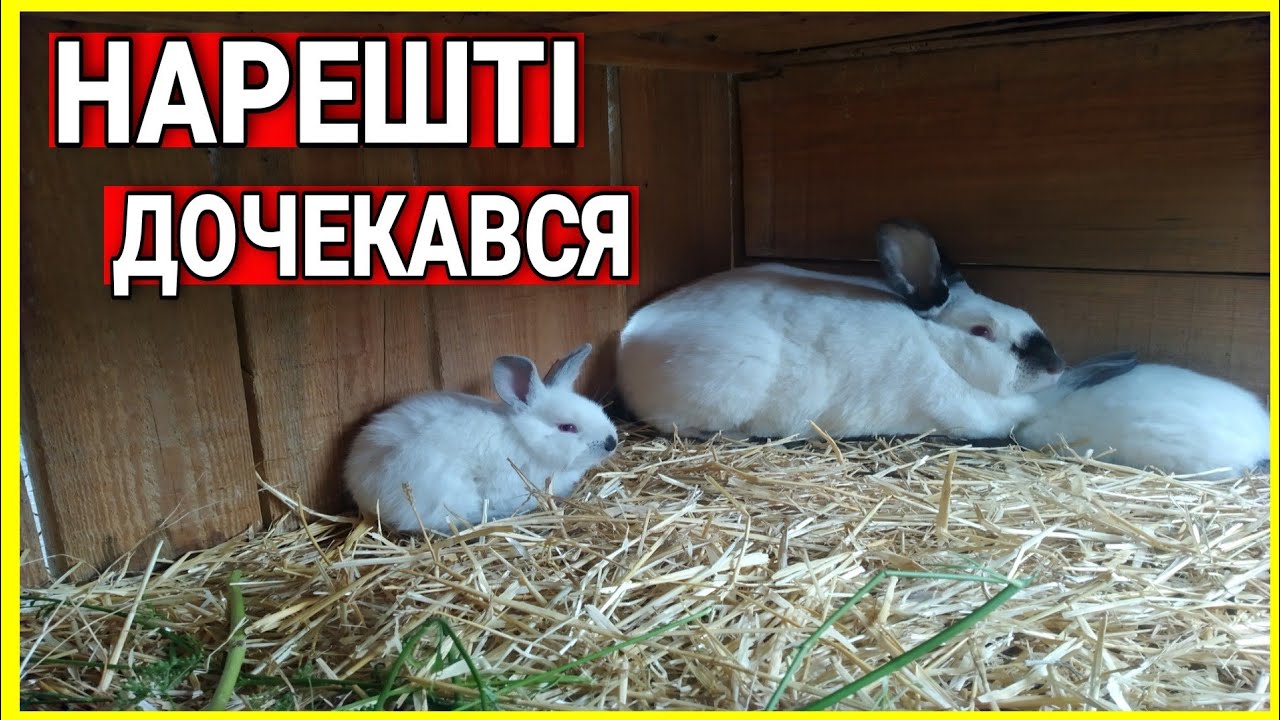 🐰НАРЕШТІ КРОЛИКИ НАПЛОДИЛИСЯ🐰