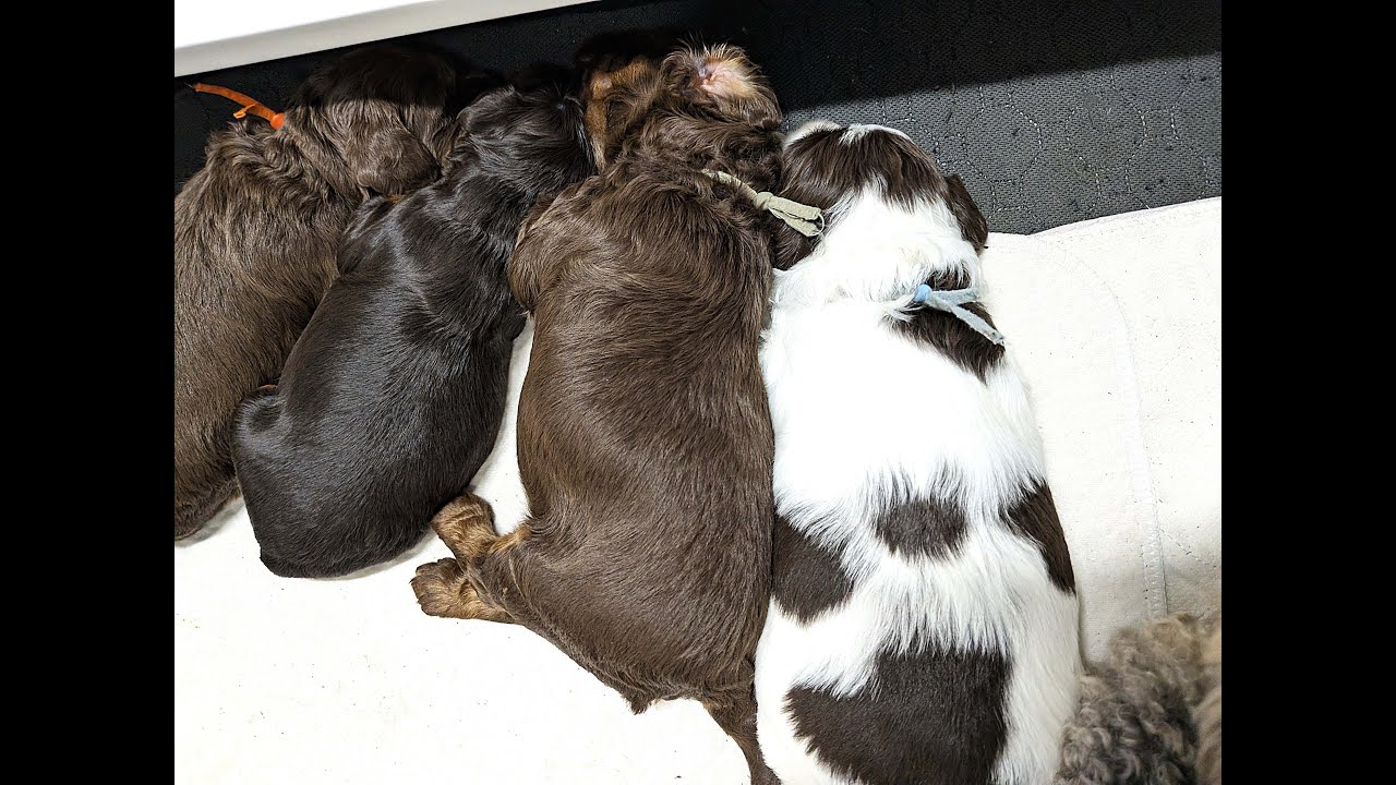 1 Labradoodle Puppy - 2 Litters - Ep 4 Lucky Charms|Sky & Tide