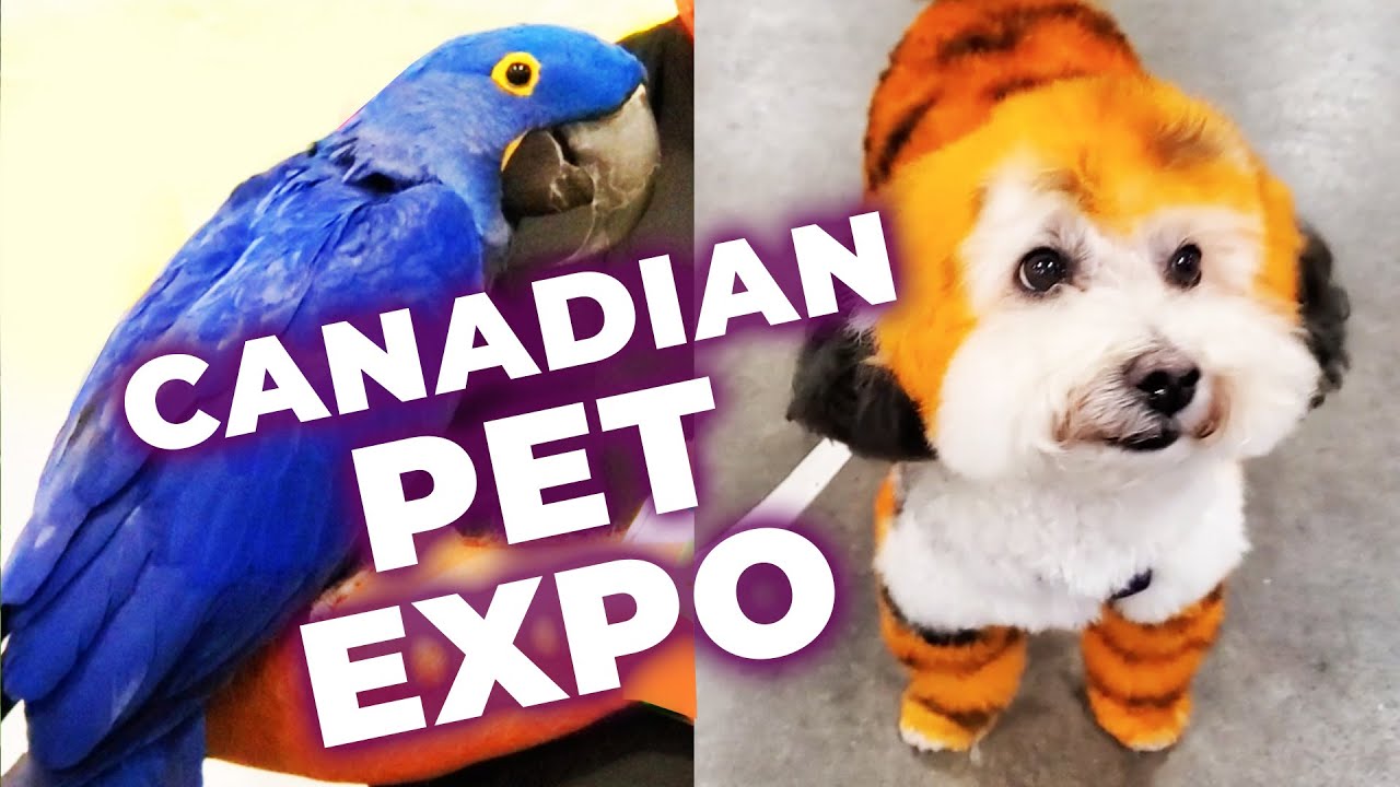 CANADIAN PET EXPO (милые собаки, кошки, попугаи, экскурсия по мероприятию)