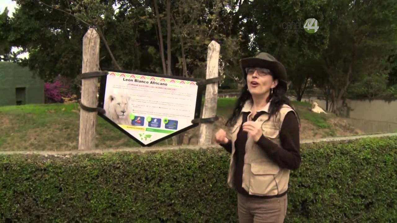Desde el Zoológico: Leones del Zoológico