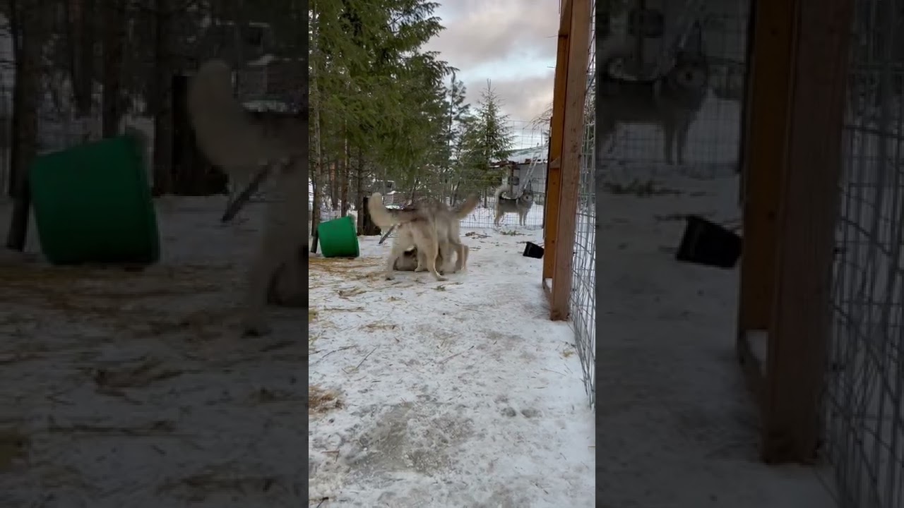 Low content and a high content wolfdog