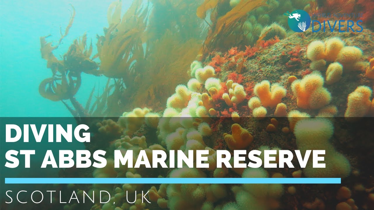 Scuba diving in Scotland : St Abbs Marine Reserve