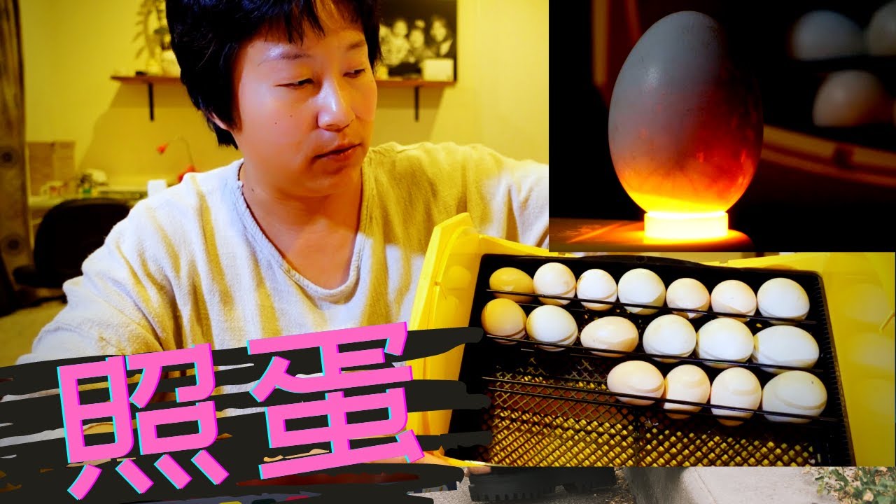 人工孵化第7天小鸡在蛋壳里游动, 照蛋检测鸡蛋有无受精